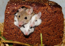 可爱的老鼠图片