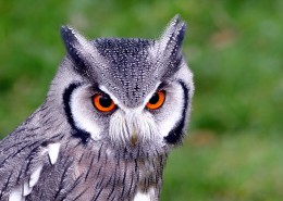 神秘的猫头鹰图片