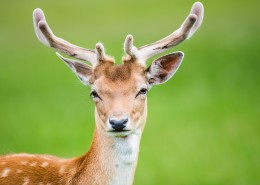 可爱梅花鹿图片