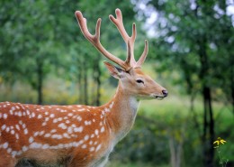 树林草地上的梅花鹿麋鹿图片