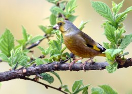 醒目的金翅雀图片大全