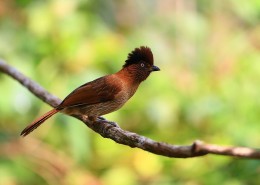 具有研究价值的条纹噪鹛图片