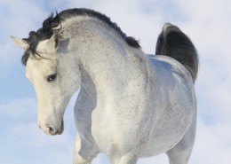 帅气的骏马图片