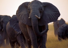 非洲野生动物图片