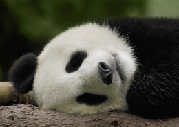 可爱无敌的大熊猫图片