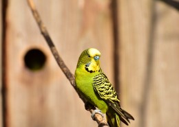 黄绿相间的虎皮鹦鹉图片