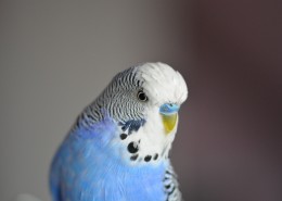 蓝灰色的虎皮鹦鹉图片