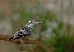 斑鱼狗鸟类图片