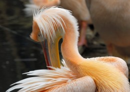 鹈鹕科的粉红背鹈鹕图片