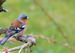 小型鸟类——燕雀图片