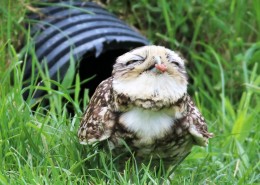 小型猫头鹰穴小鸮图片