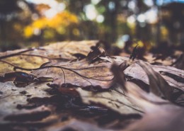 地上的落叶图片