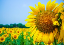 金色的向日葵花海图片