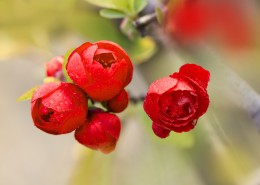 娇艳盛开的贴梗海棠花图片