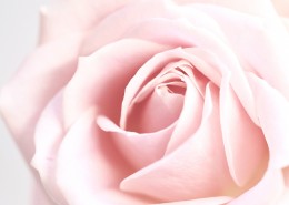 芬芳的玫瑰花图片