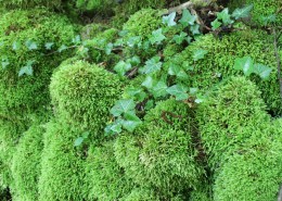 绿色的苔藓图片
