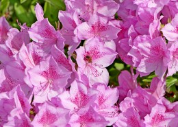 盛开的杜鹃花图片