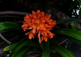 秀美的君子兰图片