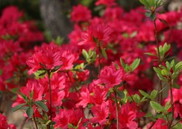 盛开的红色杜鹃花图片
