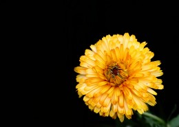 黄色的小菊花图片