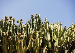 多肉植物仙人掌图片