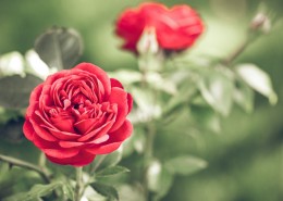 好看的红玫瑰花图片