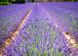 紫色的薰衣草花田图片