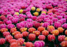 彩色的仙人掌图片