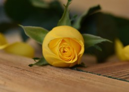 热情明亮的黄玫瑰图片