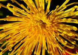 盛开的金色菊花图片