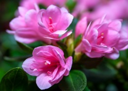 漂亮的紫色杜鹃花图片