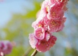 梅花树枝上粉红色的梅花图片