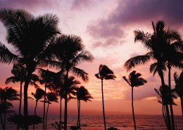 低海拔生长的椰子树图片