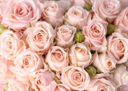 象征美丽爱情的玫瑰图片