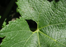 嫩绿色的葡萄叶子图片