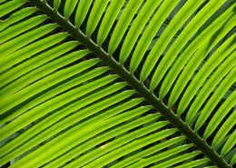 绿油油的棕榈叶图片