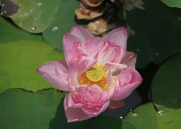 夏日清香荷花图片