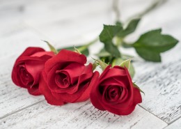 浪漫娇艳的红色玫瑰图片