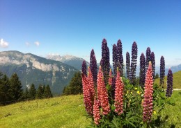 多彩的羽扇豆图片