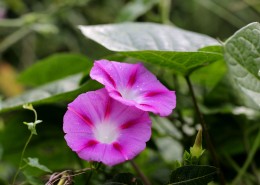 五彩斑斓牵牛花图片