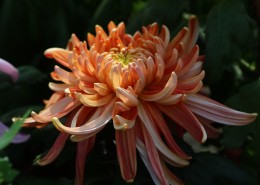 英姿飒爽怒放的菊花图片