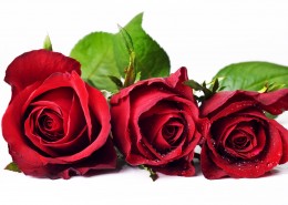 玫瑰特写的图片