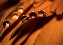 花瓣上流动的水珠宝石图片