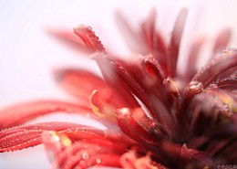 唯美菊花花瓣图片