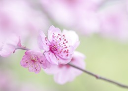 淡粉色梅花图片