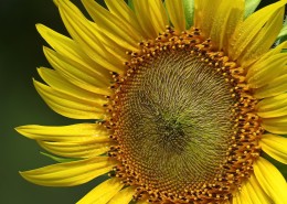 金黄色的向日葵图片