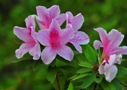 杜鹃花图片大全