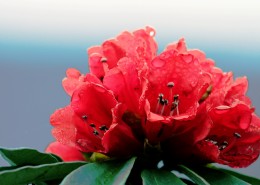 雨后杜鹃花图片