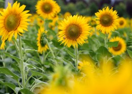 唯美的金葵花图片