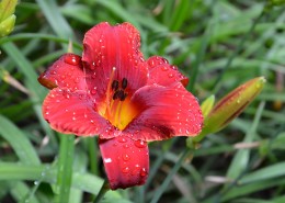 红色萱草花图片